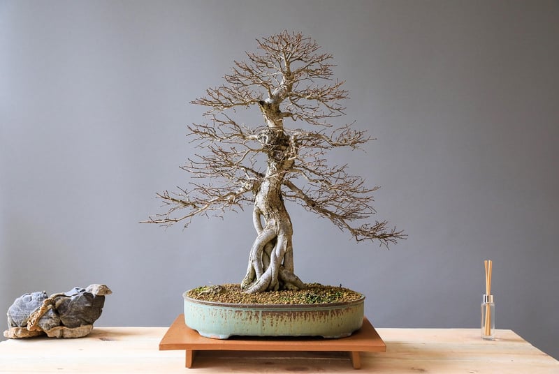 Feast of Elms